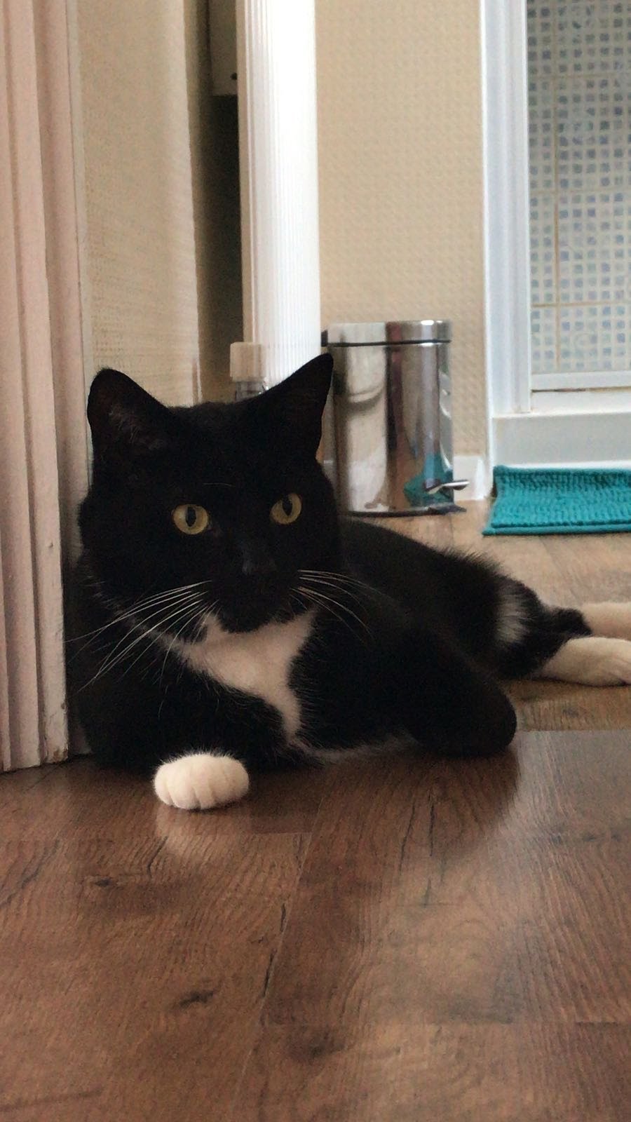 Content cat